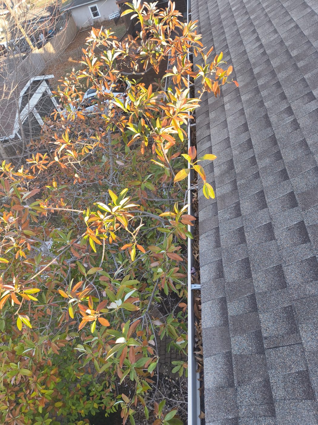 Mature tree canopy above the roofline at the Brookside-area home